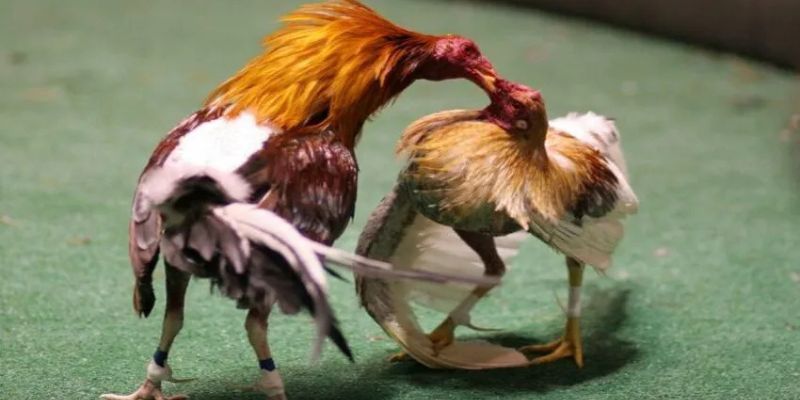 Các mẹo chơi đá gà Bet69 làm chủ ván chơi, ăn tiền đối thủ